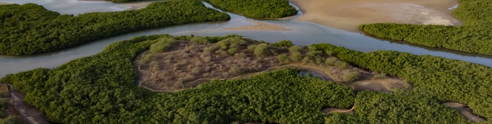 植樹開始のご報告〜ごあいさつ