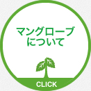 マングローブについて