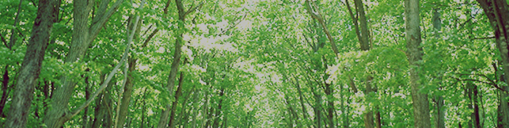 未来に根を張るマングローブの森づくり