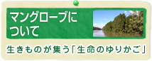 マングローブについて