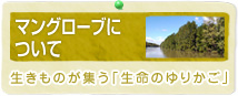マングローブについて