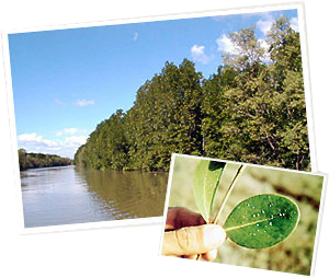 成長の早いヒルギ科の植物