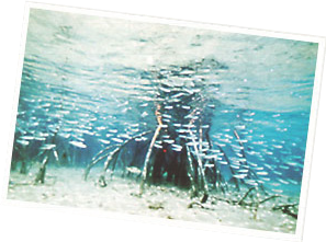 村人の生活を支える林