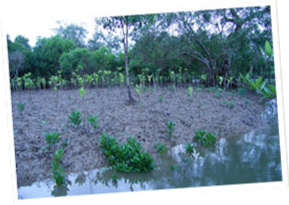 成長の早いヒルギ科の植物