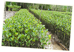 マングローブの苗木