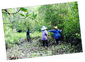 整地作業・下草・雑木刈り