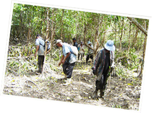 整地作業・下草・雑木刈り