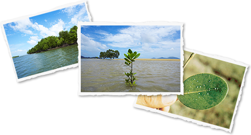 植樹写真 / マングローブ