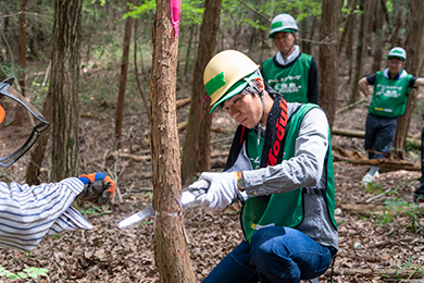 ヘルメットをかぶって間伐作業スタート