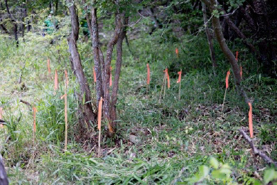 辺り一面に広がっていた笹もすっきり