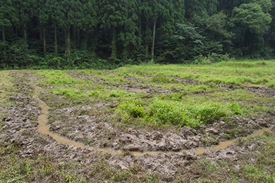 綺麗な水路が完成