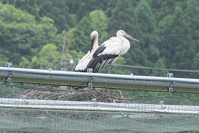コウノトリケージを見学