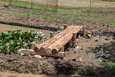 ビオトープに橋を架けました