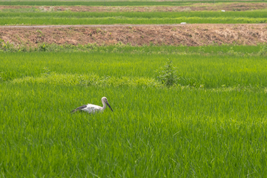 野生のコウノトリに会えました