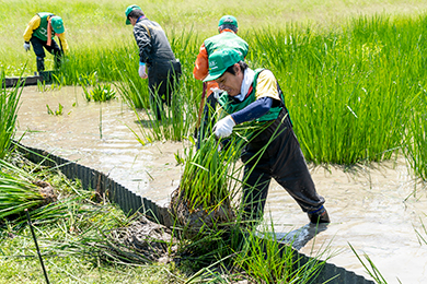 泥上げ・草刈り