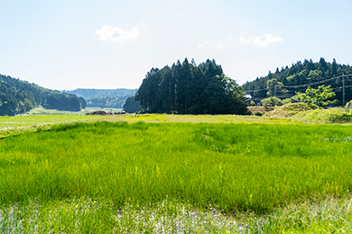 ビオトープもこんなにキレイになりました！