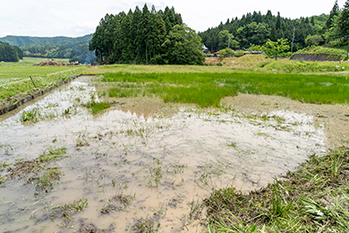 ビオトープもこんなにキレイになりました！