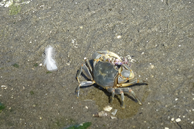 コメツキガニを捕まえたり、アオサの上にいるアシハラガニを見つけ、大人も子供も大喜び