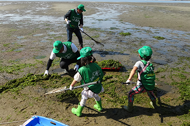 干潟に打ちあがったアオサを回収
