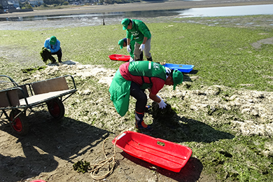 干潟に打ちあがったアオサを回収