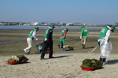 アオサはソリに乗せてゴミ置き場まで運搬