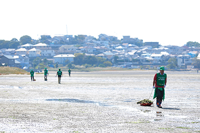 アオサはソリに乗せてゴミ置き場まで運搬