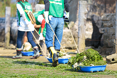 アオサはソリに乗せてゴミ置き場まで運搬