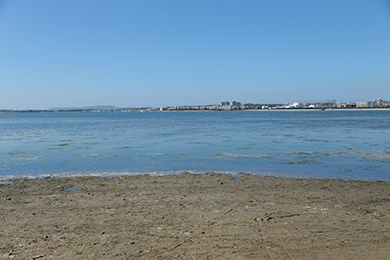 干潟がきれいになりました