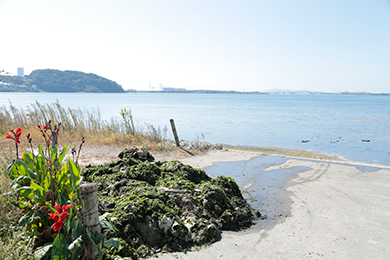 干潟がきれいになりました