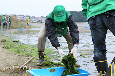 アオサを回収