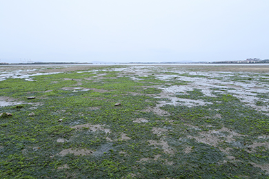 干潟がきれいになりました