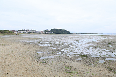 干潟がきれいになりました