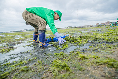 アオサを回収