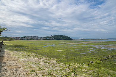 干潟がきれいになりました