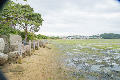 干潟がきれいになりました