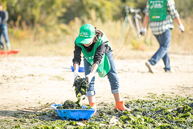 アオサの回収