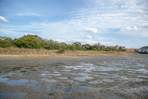 クリーン作戦できれいな海岸がよみがえりました！