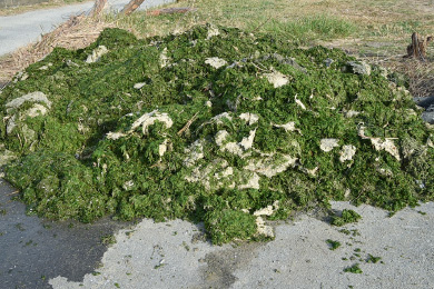 こんなにゴミが拾えました