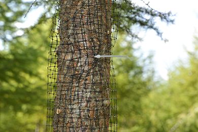 野生のシカに木を傷つけられないように、ネットを巻きました