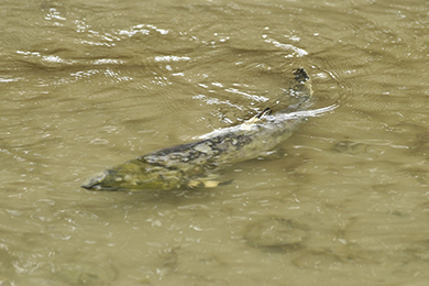 フットパスウォーキング (野生サケの遡上観察)