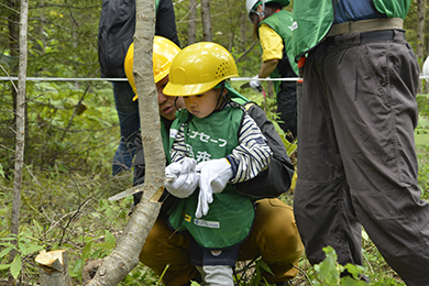 カラマツの除間伐体験