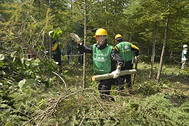 カラマツの除間伐体験