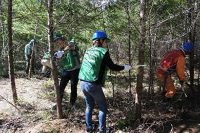 カラマツの除間伐体験