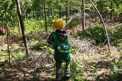 カラマツの除間伐体験