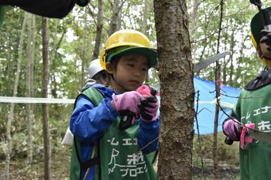 カラマツの除間伐体験