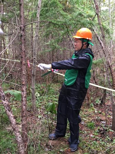 カラマツの除間伐体験