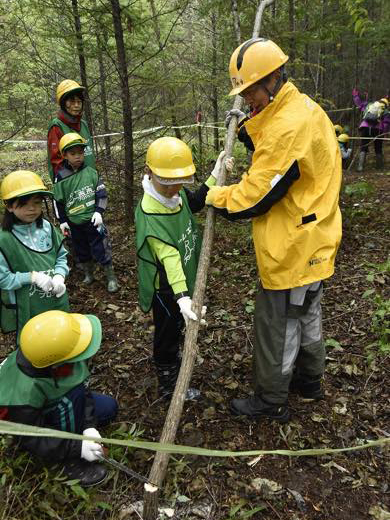 カラマツの除間伐体験