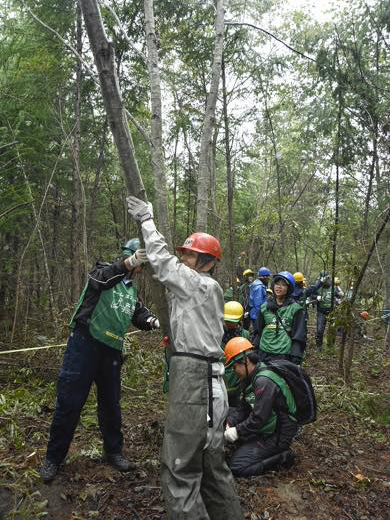カラマツの除間伐体験
