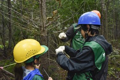 カラマツの木にネットを巻きました