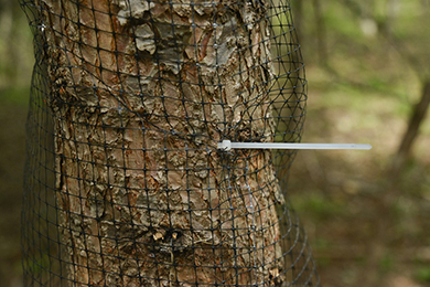 ネットを装着しました